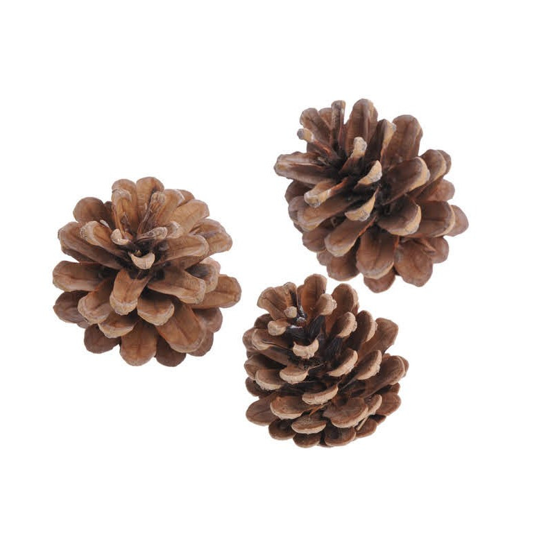 Szyszka czarna sosna - Pinus Niger EKSTRA paczka 500g 5-8cm