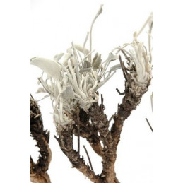 Stachy L15-25cm 750 g