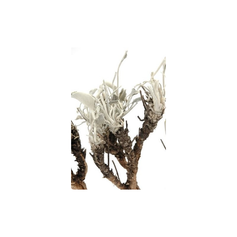 Stachy L15-25cm 750 g