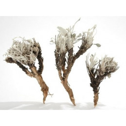 Stachy L15-25cm 750 g