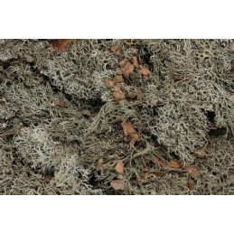 GREY MOSS 48x28x10cm 500g - susz dekoracyjny