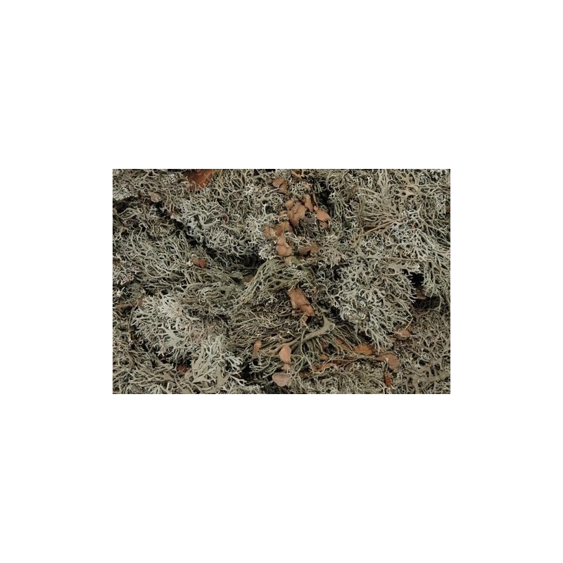 GREY MOSS 48x28x10cm 500g - susz dekoracyjny