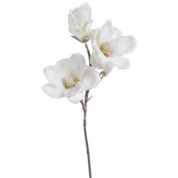 Gałązka magnolii 60cm zimowa