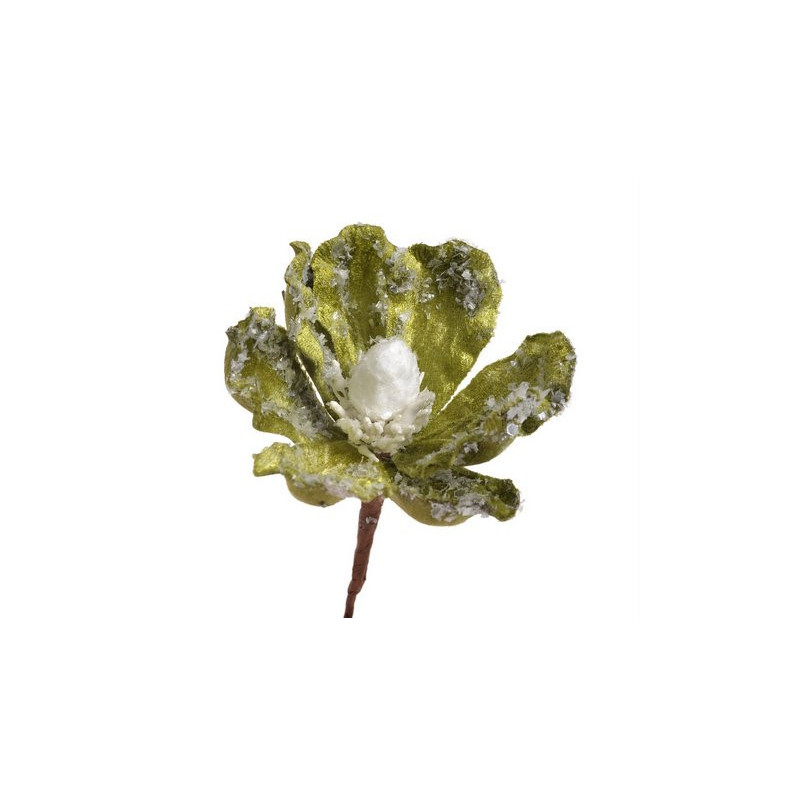 Główka magnolii zimowa - Baby magnolia..8-12 cm - art. dekoracyjny