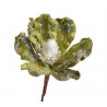 Główka magnolii zimowa - Baby magnolia..8-12 cm - art. dekoracyjny