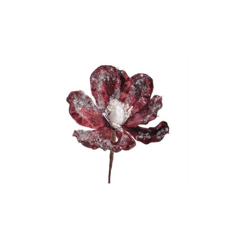 Główka magnolii zimowa - Baby magnolia..8-12 cm - art. dekoracyjny