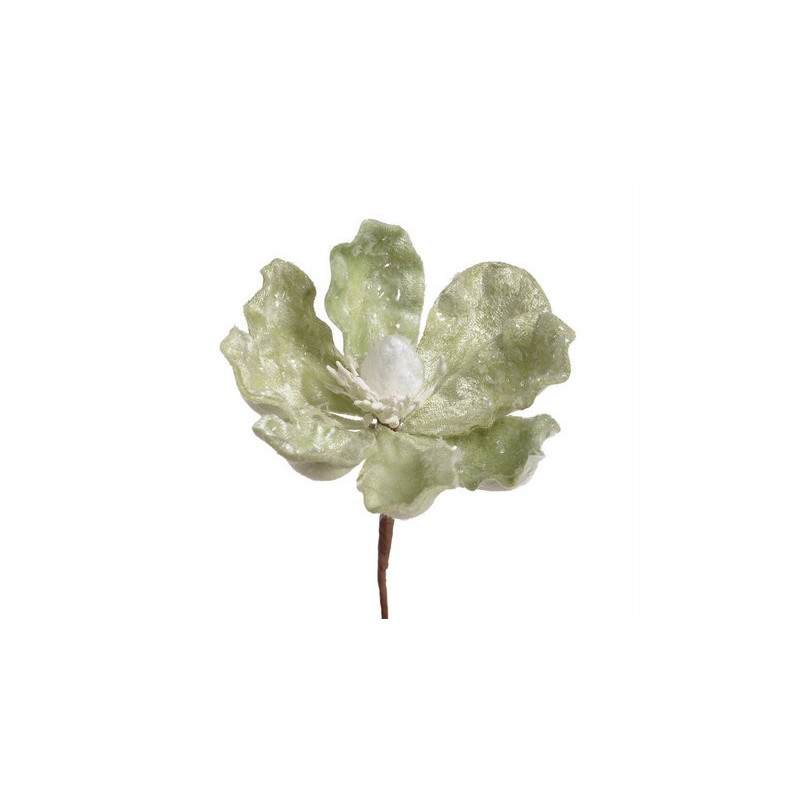 Główka magnolii zimowa - Baby magnolia..8-12 cm - art. dekoracyjny