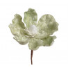 Główka magnolii zimowa - Baby magnolia..8-12 cm - art. dekoracyjny