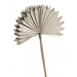 Palm sun spear L nat - susz