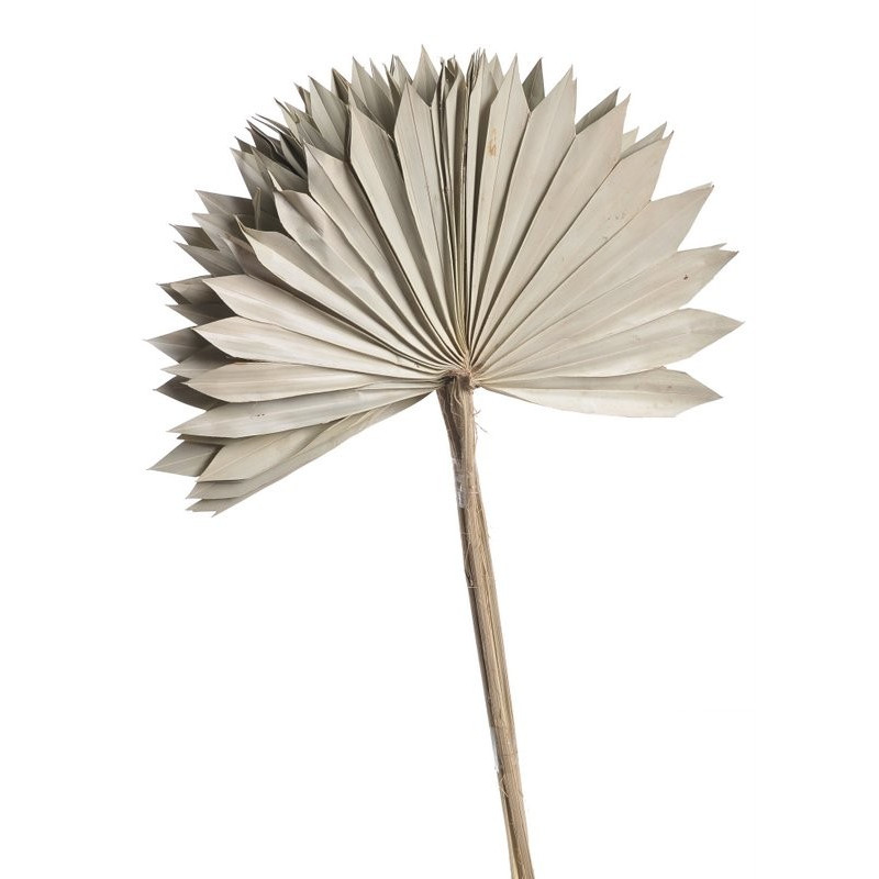 Palm sun spear L nat - susz