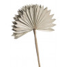 Palm sun spear L nat - susz