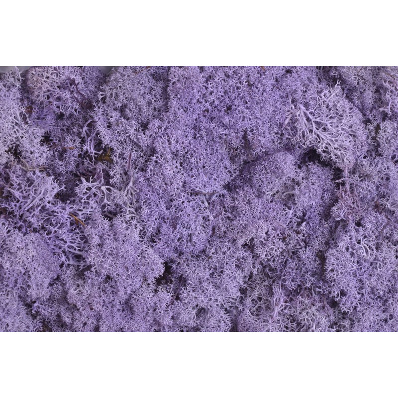 Mech chrobotek reniferowy - Island moss prep. pacz. 250 g - mech preparowany LT PURPLE