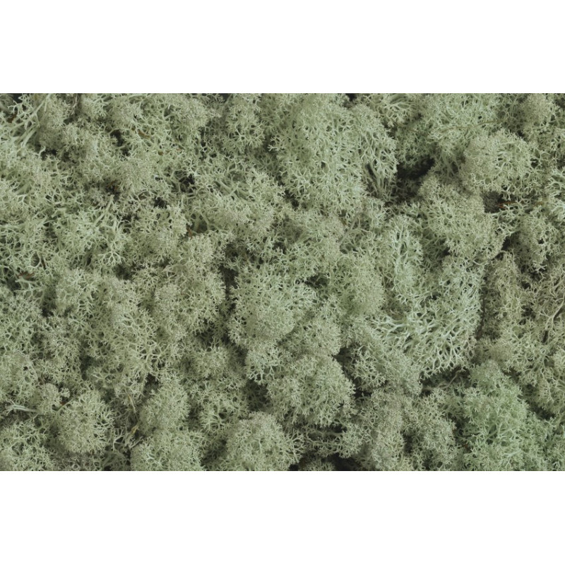Mech chrobotek reniferowy - Island moss prep. pacz. 250 g - mech preparowany GREY GREEN