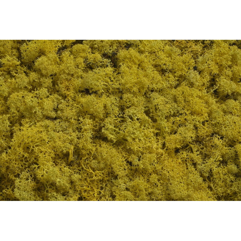 Mech chrobotek reniferowy - Island moss prep. pacz. 250 g - mech preparowany YELLOW