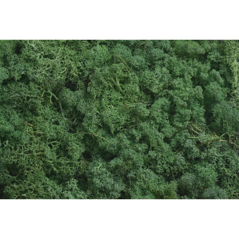 Mech chrobotek reniferowy - Island moss prep. pacz. 250 g - mech preparowany MOSS GREEN