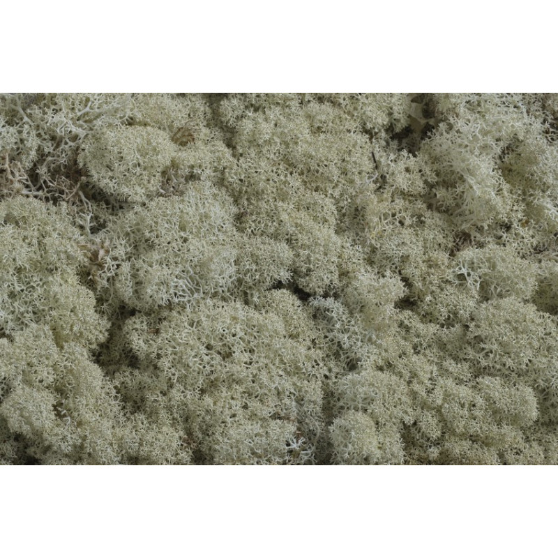 Mech chrobotek reniferowy - Island moss prep. pacz. 250 g - mech preparowany NATURAL