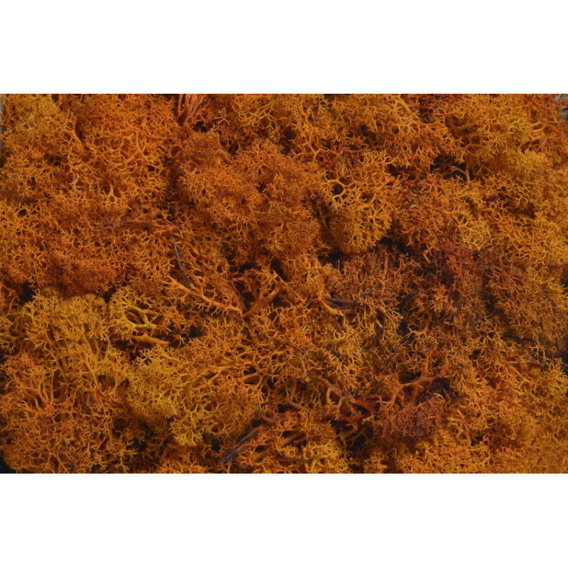 Mech chrobotek reniferowy - Island moss prep. pacz. 500 g - mech preparowany ORANGE