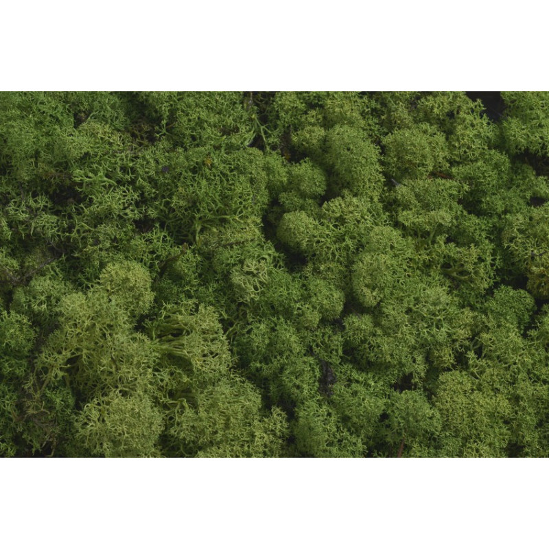 Mech chrobotek reniferowy - Island moss prep. pacz. 500 g - mech preparowany MEDIUM GREEN