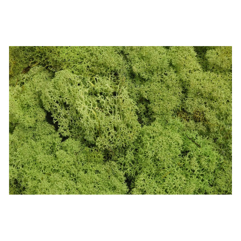 Mech chrobotek reniferowy - Island moss prep. pacz. 500 g - mech preparowany - APPLE GREEN