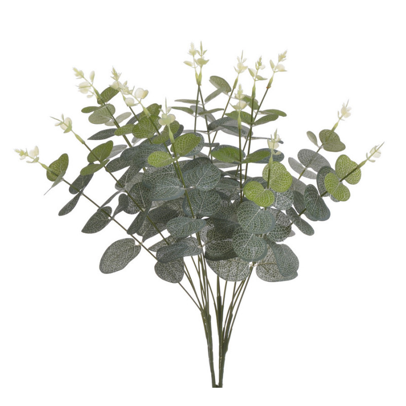 Eukaliptus x16..48 cm