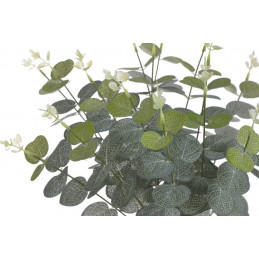 Eukaliptus x16..48 cm