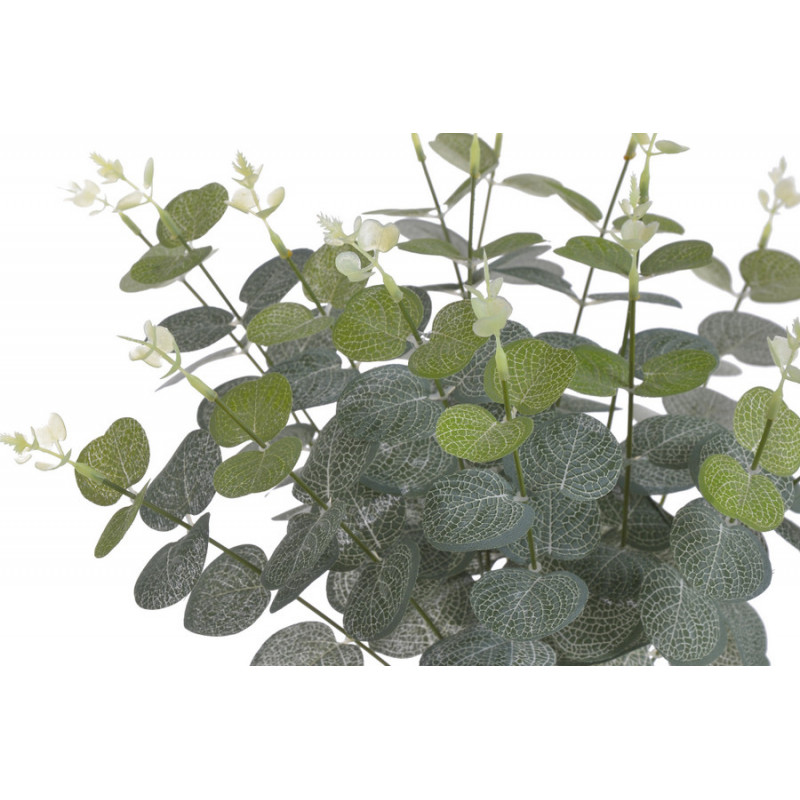 Eukaliptus x16..48 cm