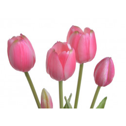 Tulipan x5szt..40cm