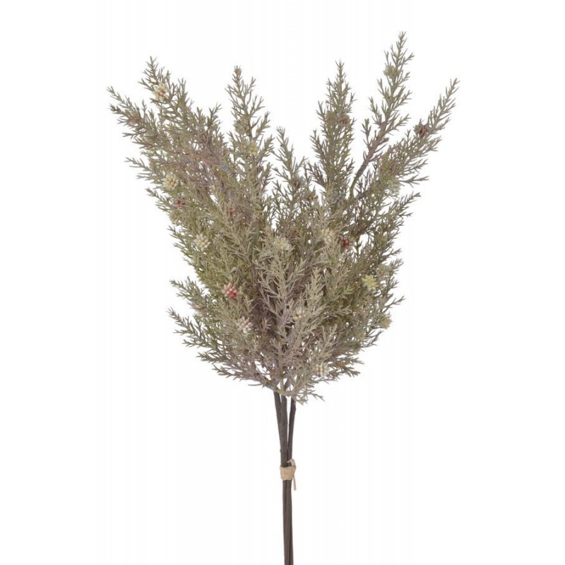 Cyprysik groszkowy 3szt..49cm