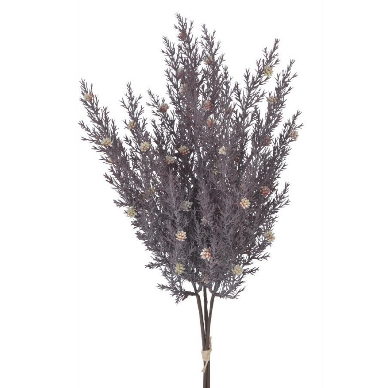 Cyprysik groszkowy 3szt..49cm