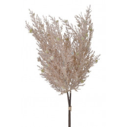 Cyprysik groszkowy 3szt..49cm