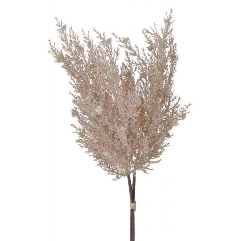 Cyprysik groszkowy 3szt..49cm