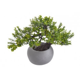 Bonsai w doniczce..23cm
