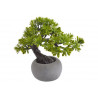 Bonsai w doniczce..23cm
