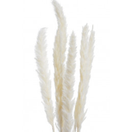 Trawa pampasowa 65-75cm, 6szt/paczka