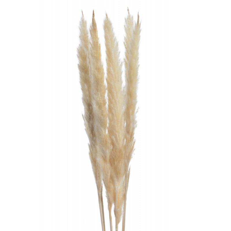 Trawa pampasowa 65-75cm, 6szt/paczka