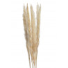Trawa pampasowa 65-75cm, 6szt/paczka