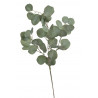 Eukaliptus gałązka..78cm
