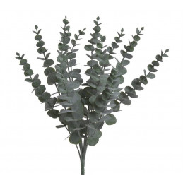 Eukaliptus x12..40cm