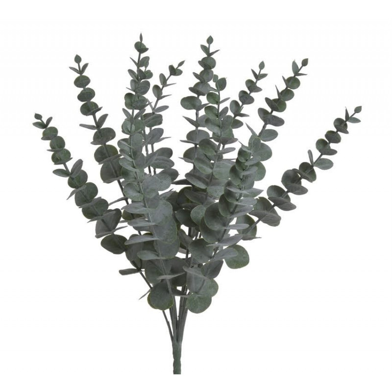 Eukaliptus x12..40cm