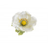 Anemon główka 12szt/paczka..7 cm - sztuczna roślina