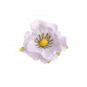 Anemon główka 12szt/paczka..7 cm - sztuczna roślina