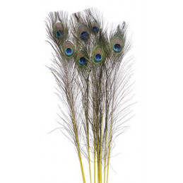 Pawie pióra 80-100cm, -  50szt-paczka KOLOR