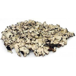 Black moss / czarny mech - susz