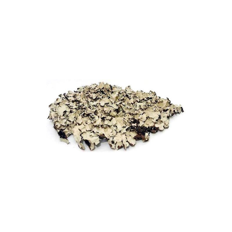 Black moss / czarny mech - susz