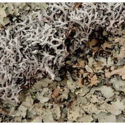 Black moss / czarny mech - susz