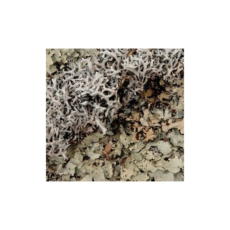 Black moss / czarny mech - susz