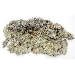 Black moss / czarny mech - susz