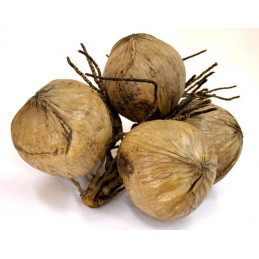 Kokos naturalny - SUSZ