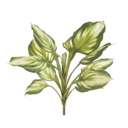 Funkia..57,5cm CR/GREEN