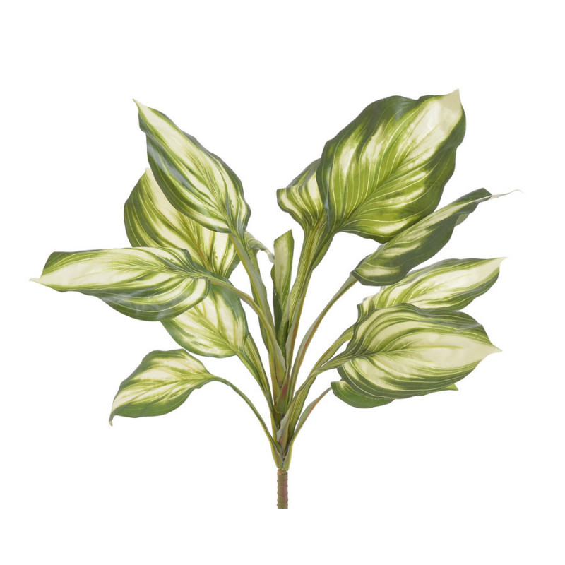 Funkia..57,5cm CR/GREEN